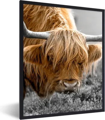 Produktbild von MuchoWow® Gerahmtes Poster Schottischer Highlander - Tiere - Braun - Kuh - Schwarz - Weiß - Natur 60x80 cm - Poster mit Schwarzem Bilderrahmen Wandposter Rahmen Foto Bilder - Premium - Wanddeko Wohnzimmer