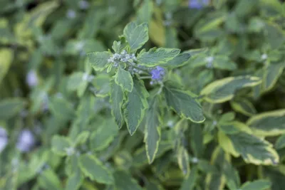 Produktbild von Caryopteris clandonensis 'Summer Sorbet', Bartblume, buntlaubig, 40–60 cm