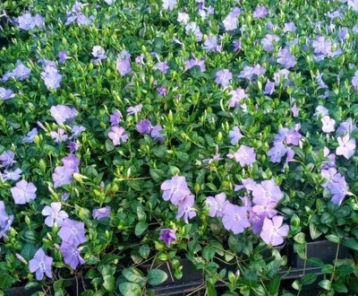 Produktbild von 50 Stück, Topf 9cm, Bodendecker Vinca minor