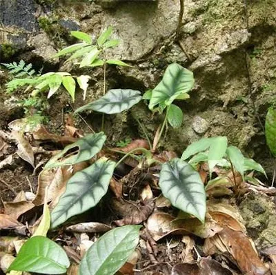 Zdjęcie produktu dla Alocasia (Alocasia reversa)  – 1 sadzonka