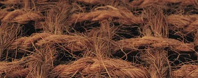 Produktbild von Oase LIVING WATER BOESCHUNGSMATTE Böschungsmatte 53762 Kokos 1x20mtr