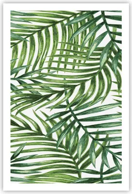 Produktbild von Poster - Poster ohne Rahmen - Palme Blatt grün - 61x91,5 cm - Wand Bild - Wanddeko - Wandbilder - Kunstposter - Wandposter - Bilder - Kunstdruck - Wanddekoration - Wandbild - P2XPA61x91-3777