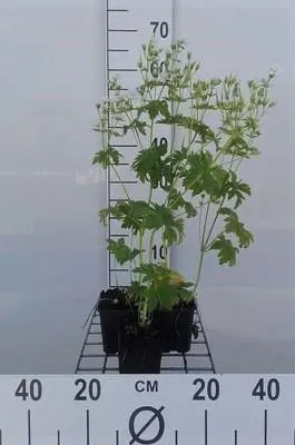 Immagine prodotto di 6 x Geranium sylv. 'Album' - Cranesbill - vaso 9 x 9 cm