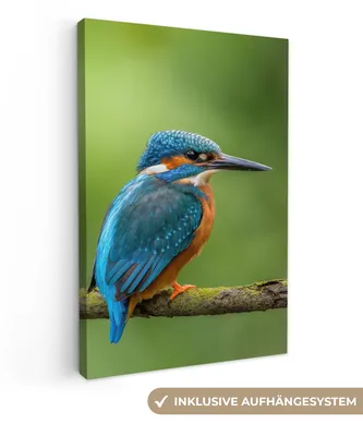 Obrázek produktu pro OneMillionCanvasses® - Obrazy na plátně - Zimolez - Větev - Mech - Pták - Zelená, Fototapeta, nástěnné dekorace Obývací pokoj, 60x90cm