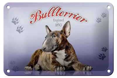Produktbild von Blechschild Hund 18x12cm Bullterrier England 1850