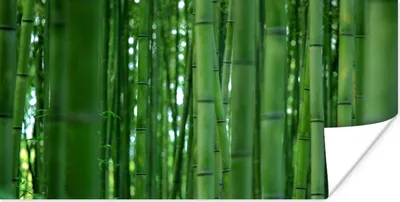 Produktbild von MuchoWow® Poster Arashiyama-Bambuswald aus der Nähe 160x80 cm - Foto Poster