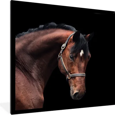 Produktbild von MuchoWow® Gerahmtes Poster Pferd - Halfter - Braun 40x40 cm - Poster mit Schwarzem Bilderrahmen Wandposter Rahmen Foto Bilder - Mit Rahmen - Wanddekoration Schlafzimmer