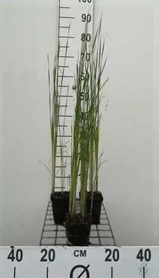 Obrázek produktu pro 6 x Typha laxmannii - orobinec Laxmannův - květináč 9 x 9 cm