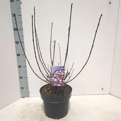 Obrázok produktu pre Physocarpus opulifolius Lady in Red ('Tuilad'PBR) – kvetinový ker | 50 – 60 cm v črepníku