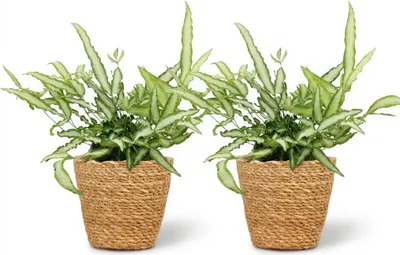 Zdjęcie produktu dla Pteris Cretica Albolineata - paproc mieczowata, roslina doniczkowa, zestaw 2