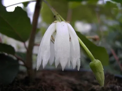 Produktbild von Weißer Laternenbaum Elaeocarpaceae - Maiglöckchenbaum - Crinodendron patagua - 30-40
