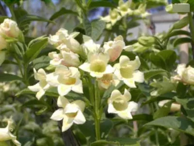 Produktbild von Weigelia middendorfiana - Gold-Weigelie 60-100