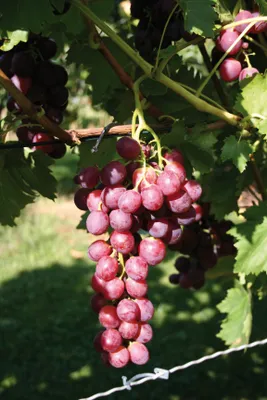 Produktbild von Weinrebe Swenson Red, rosa, 2L Topf, frost- & pilzresistent, 5-10m Wuchshöhe, für Pavillons & Pergolen