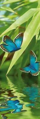 Produktbild von Frühling Kunstdruck Bild - Schmetterlings-Tanzœber Dem See (158 x 53 cm)