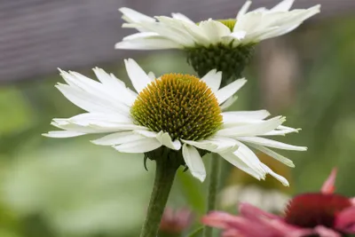 Produktbild von Echinacea purpurea 'Virgin', weiß, ca. 11x11 cm Topf