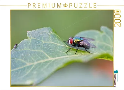 Produktbild von CALVENDO Puzzle Lucilia sericata 2000 Teile Puzzle quer | 2000 Teile Lege-Größe 90x67cm Foto-Puzzle für glückliche Stunden