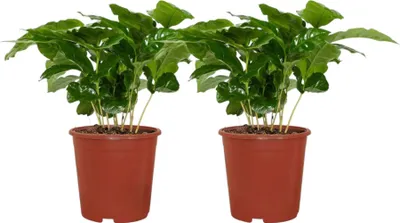 Produktbild von Trendyplants - 2x Coffea Arabica - Kaffeepflanze - Zimmerpflanzen - Höhe 15-35 cm - Topfgröße Ø12cm