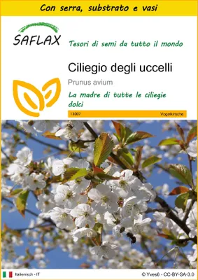Immagine prodotto di SAFLAX Insieme di coltivazione - Ciliegio degli uccelli - 10 semi - Prunus
