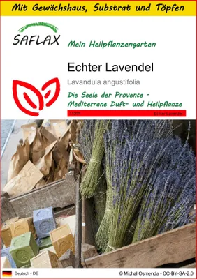 Produktbild von SAFLAX Anzucht Set - Echter Lavendel - Lavandula angustifolia - 150 Samen - Mit Mini-Gewächshaus, Anzuchtsubstrat und 2 Töpfen