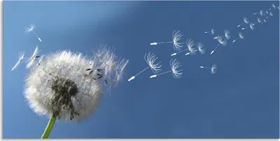 Produktbild von ARTland Wandbild Alu für Innen & Outdoor Pusteblume Größe: 40x20 cm