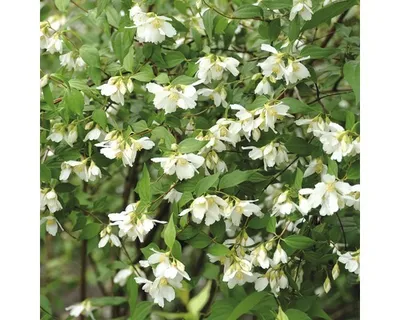 Produktbild von Gartenjasmin, Duftjasmin, Pfeifenstrauch FloraSelf Philadelphus 'Lemoinei' H 60-80 cm Co 4,5 L