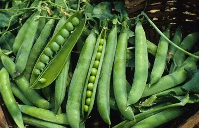 Zdjęcie produktu dla NASIONA Groch SIewny Łuskowy Izolda 40g PLANTICO Groszek 407145