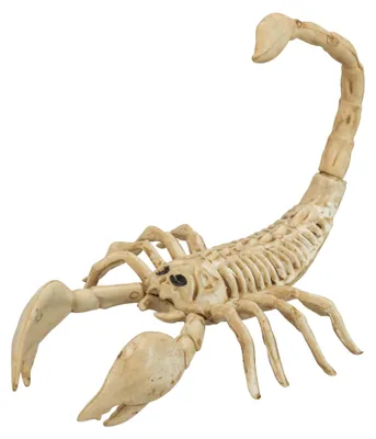 Tierskelett Schorpion, 30 cm, Halloween-Dekoration, Knochen