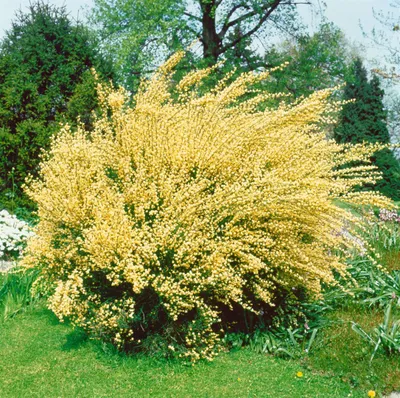 Produktbild von Cytisus praecox, Besenginster, gelb, 30–40 cm
