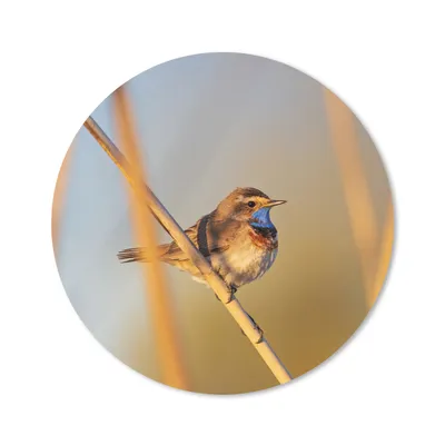 Produktbild von MuchoWow® Mauspad Mousepad Vögel - Blaukehlchen - Schilf 30x30 cm - Mousepads - Maus Mat - Pad - Mausunterlage - Tischunterlage - Schreibtischmatten