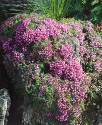Produktbild von Thymus doerfleri 'Bressingham Seedling', Teppichthymian, rosa, ca. 9x9 cm Topf