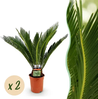 Zdjęcie produktu dla Cycas revoluta - Paproć palmowa - Niskie koszty utrzymania - Zielony - 2 rośliny - 55-65cm - Ø17cm - Roślina doniczkowa - Zimozielony