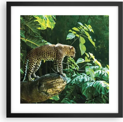 Produktbild von Gerahmtes Poster - Schwarzer Rahmen - Dschungel Leopard Panther - 40x40 cm - Wand Bild - Wanddeko - Wandbilder - Kunstposter - Wandposter - Bilderrahmen - Bilder - Kunstdruck - P2BAC40x40-4502