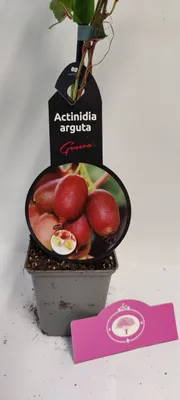 Produktbild von Set mit 2 Kiwibeeren – Actinidia arguta „Geneva“ – Höhe 40 cm – 9 cm Topf