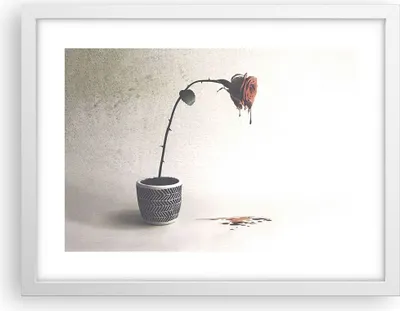 Produktbild von Gerahmtes Poster - Weißer Rahmen - Symbol Rose Leiden - 40x30 cm - Wand Bild - Wanddeko - Wandbilder - Kunstposter - Wandposter - Bilderrahmen - Bilder - Kunstdruck - Wanddekoration - P2WAA40x30-4501