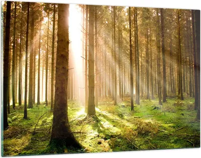 Produktbild von Bilder auf glas - Bäume Sonne Natur - 120x80cm - Glasbilder - Wandbilder - Kunstdruck - zum Aufhängen bereit - Wanddekoration aus Glas - Glas Bilder - Wandbild auf Glas - Einteilig - GAA120x80-0156