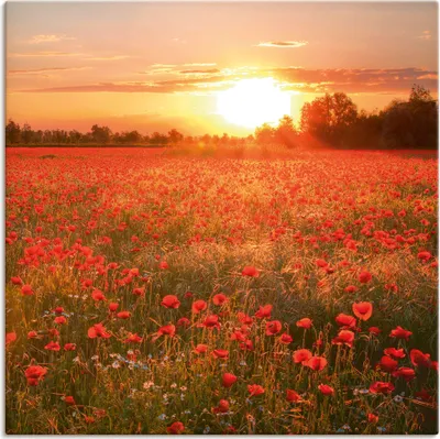 Produktbild von ARTland Leinwandbild Mohnblumenfeld bei Sonnenuntergang Größe: 40x30 cm