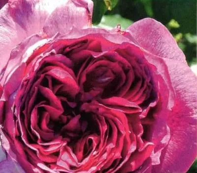 Produktbild von Beetrose Thierry Marx ® - Duft+++++ - Delbard Rosen