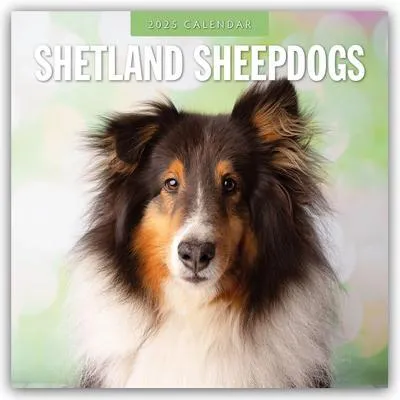 Immagine prodotto di Shetland Sheepdogs - Sheltie 2025 - Calendario di 16 mesi