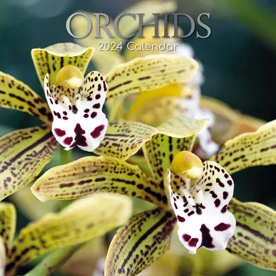 Immagine prodotto di Calendario 2024: "Orchidee".