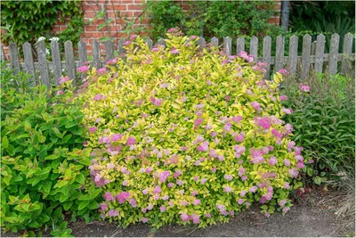 Produktbild von Stauden Gänge 50 x Spiraea japonica 'Golden Princess' - Gelbe Zwergspiere - Goldgelbes Laub trifft zarte Blütenpracht - Blühende Hecke - Winterhart