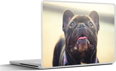 Produktbild von MuchoWow® Laptop Aufkleber Sticker Cover Französische Bulldogge - Schwarz - Sonne 32.5x23.5 cm - Sticker für Laptop - Selbstklebend