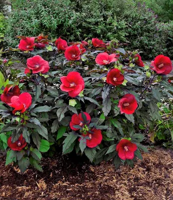 Produktbild von BALDUR Garten Winterharter Hibiskus Summerific® Midnight Marvel, 1 Pflanze, Staudenhibiskus, mehrjährig, Riesenblüten, blühend, Schnittblume, Hibiscus moscheutos