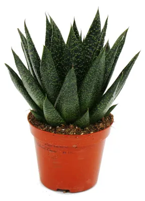 Obrázek produktu pro Sukulenty – Gasteria D Due – Gasterie – květináč 8,5 cm