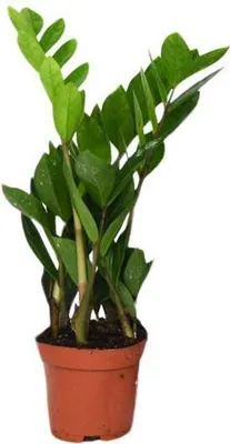 Obrázek produktu pro Štastná rostlina Zamioculcas Zamiifolia, pokojová rostlina, prumer 12cm, výška