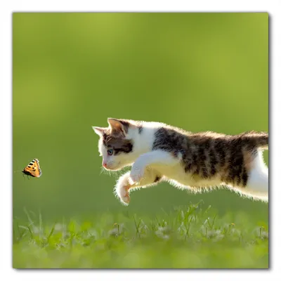 Produktbild von Wallario selbstklebende Möbelfolie/ Tischdecke für Innen und Außen, Größe: 50 x 50 cm - Süße Katze fängt Schmetterling im Grünen