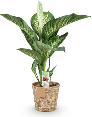 Obrázok produktu pre Dieffenbachia Tropic Snow – 90–100 cm – 21 cm s košíkom – Nenáročná farebná izbová rastlina – Veľké zeleno-biele listy – Tropický pohľad na obývačku, kanceláriu a interiéry
