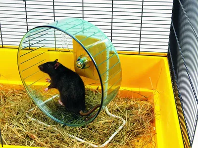 Produktbild von Nobby Hamsterrolle Rolly Giant