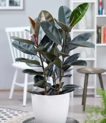 Produktbild von BALDUR Garten 1x Gummibaum Abidjan ca. 80-90 cm hoch, Pflanze im 27 cm-Topf, Zimmerpflanze, pflegeleicht, Ficus elastica, Grünpflanze, mehrjährig - frostfrei halten, dunkelgrüne- glänzende Blätter