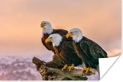 Produktbild von MuchoWow® Poster Vögel - Natur - Raubvögel - Adler 180x120 cm - Fotoplakat