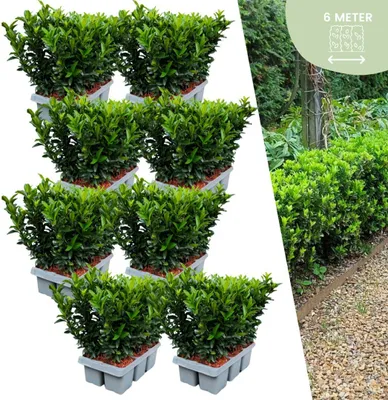 Produktbild von Plants by Frank | 48 Grüne Spindelstrauch Heckenpflanzen | Euonymus japonicus 'Green Spire' | Buchsbaum ersatz | winterharten Heckenpflanzen
